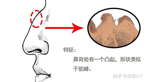 鼻子 面相|十五种鼻型，你属于哪一种？